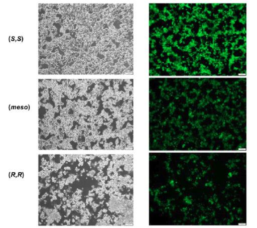 Images showing the cell survival (left panels) and GFP expression (right panels) after the introduction of ALC-15 isomers. The (S,S)-form delivered GFP mRNA efficiently while showing low toxicity.