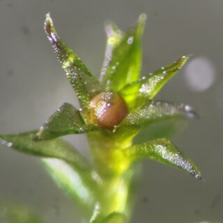 This moss survived 9 months directly exposed to the elements of space