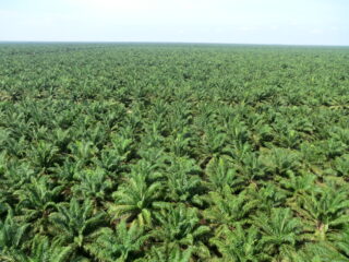 Tropical peatlands are a major source of greenhouse gas emissions