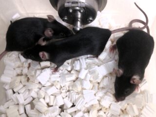 A smarter approach to testing reproductive safety