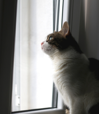 Veterinarians in Japan and the UK view animal welfare through different cultural lenses
