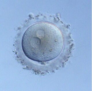 Choosing embryos based on genetic predictions raises new ethical and legal concerns