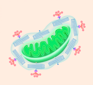 A better way to deliver mitochondria into living cells