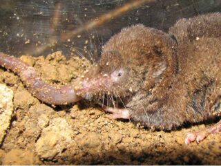Shrews remodel their skulls to cope with winter cold