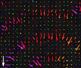Study reveals how individual cells ‘surf’ chemical waves to form a collective